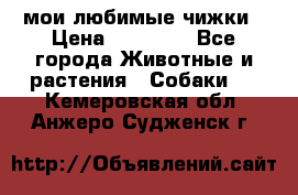 мои любимые чижки › Цена ­ 15 000 - Все города Животные и растения » Собаки   . Кемеровская обл.,Анжеро-Судженск г.